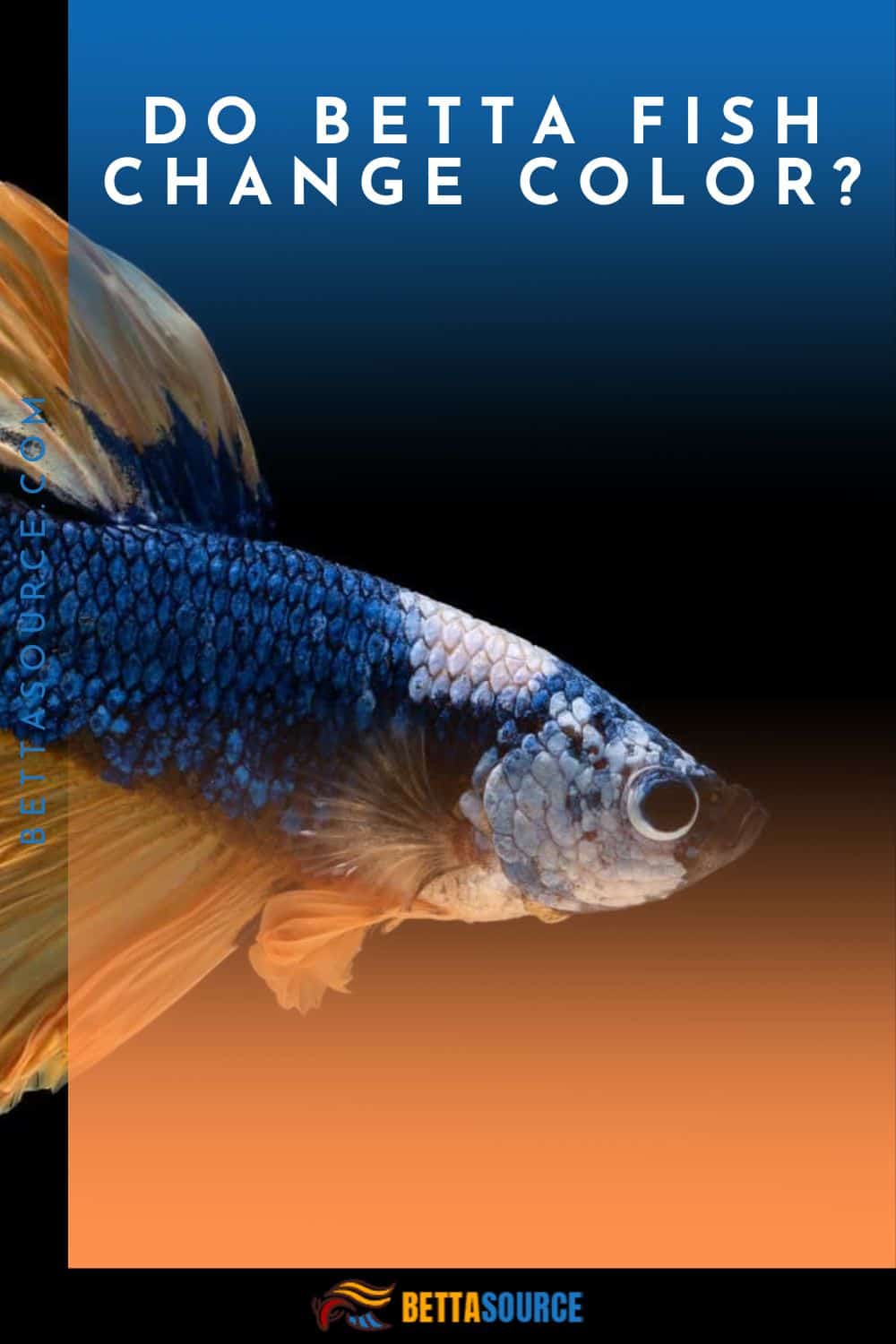 The Colorful Journey of Betta Fish Understanding Their Transformations