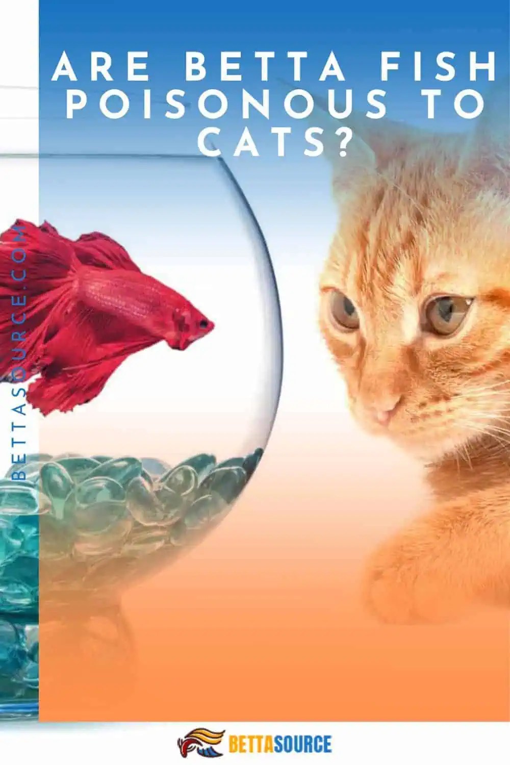 The Hidden Dangers of Betta Fish What Every Cat Owner Should Know