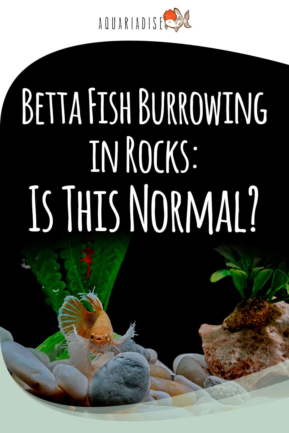 The Curious Habit of Betta Fish Why They Love to Burrow in Rocks