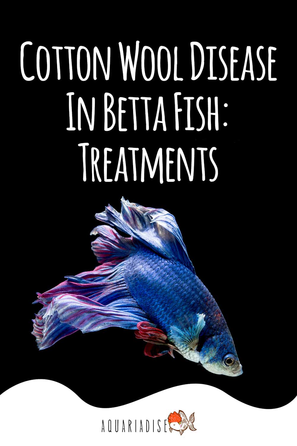 Cotton Wool Disease In Betta Fish Treatments Betta Source