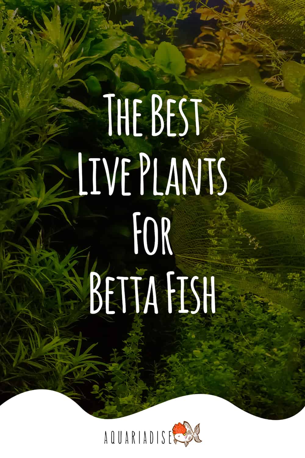 Nurturing Companions The Perfect Live Plants for Your Betta's Home