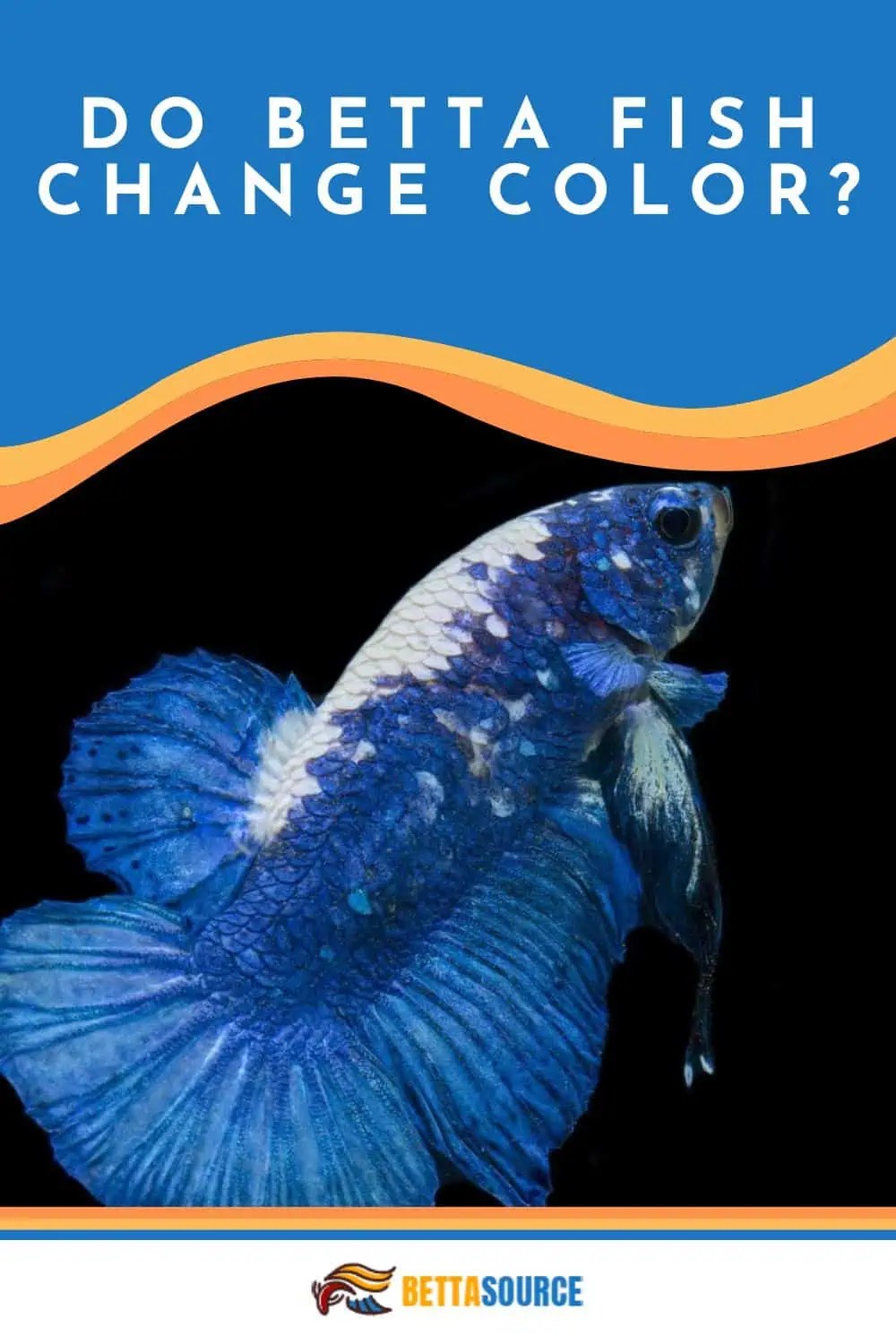 The Colorful Journey of Betta Fish Understanding Their Transformations