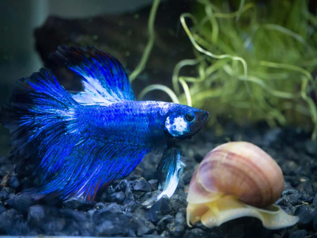 Finding Harmony 14 Perfect Companions for Your 5Gallon Betta Tank