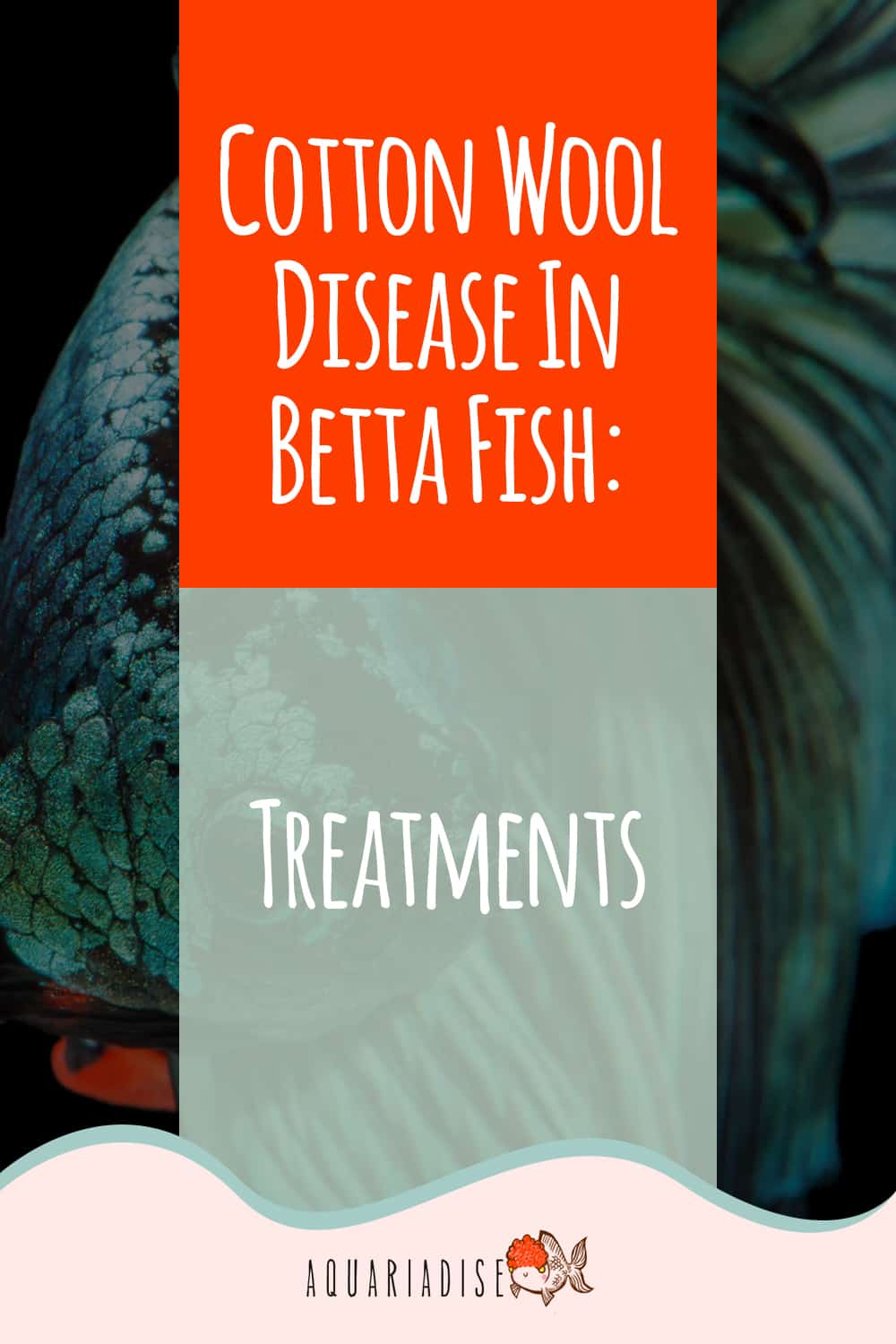 Healing Waters Nurturing Your Betta Through Cotton Wool Disease