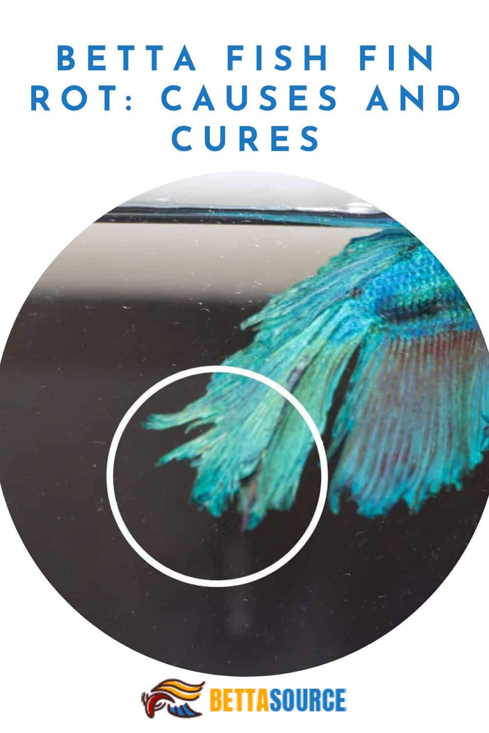 Restoring the Grace of Your Betta Essential Tips to Heal Fin Rot