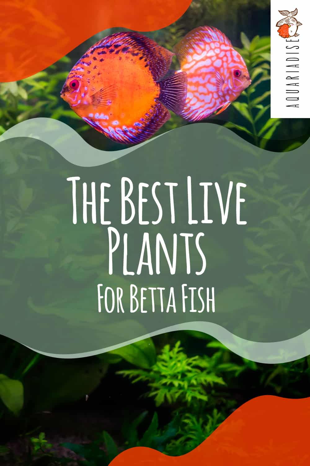 Nurturing Companions The Perfect Live Plants for Your Betta's Home