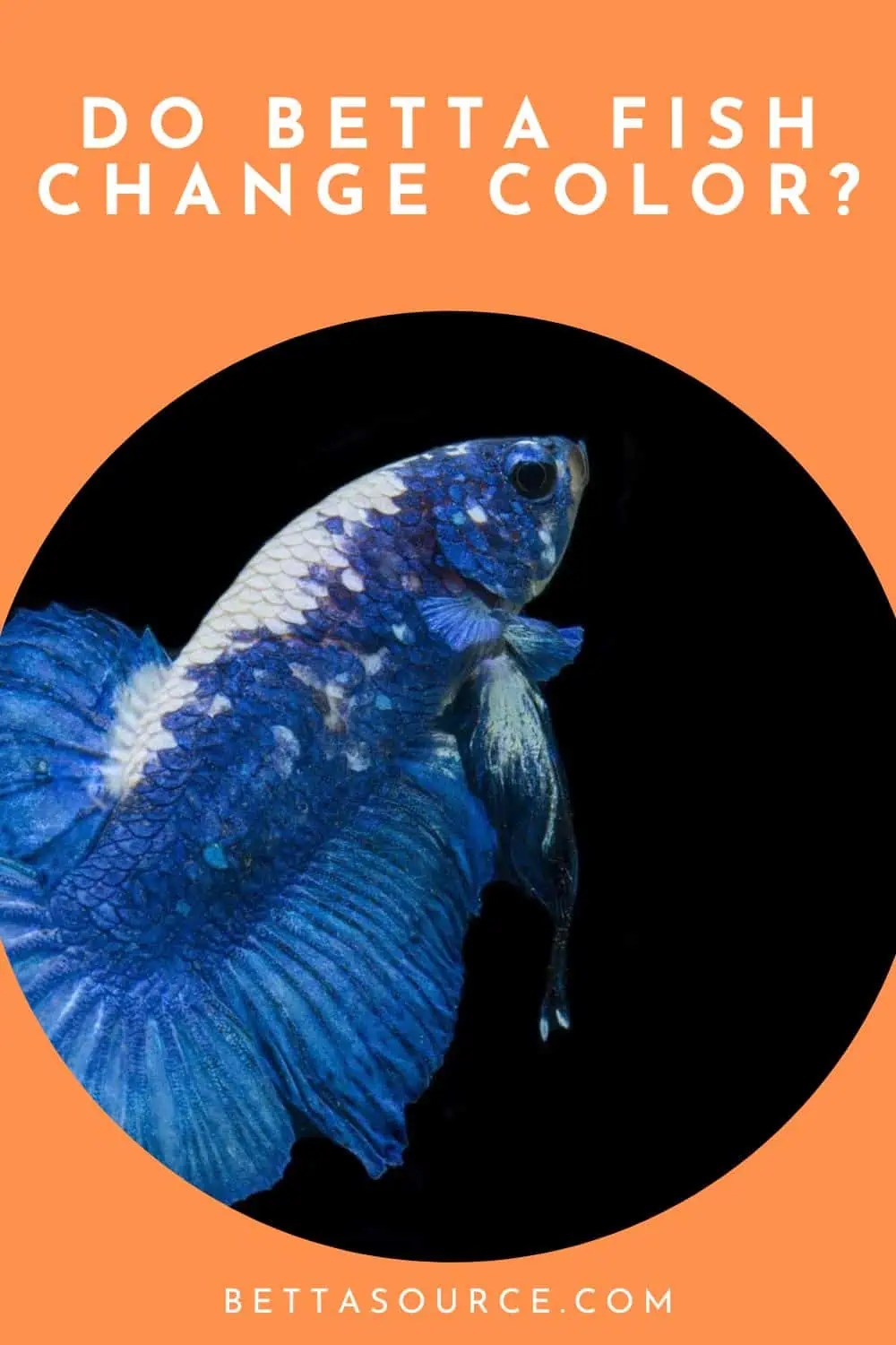 The Colorful Journey of Betta Fish Understanding Their Transformations
