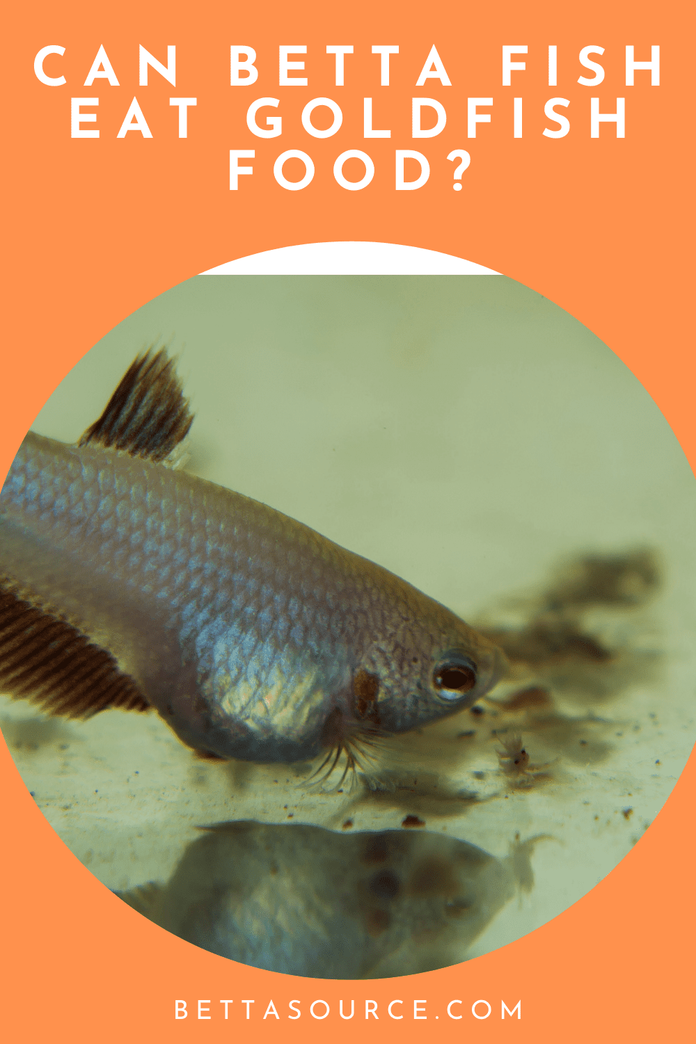 Can Betta Fish Eat Goldfish Food? You Are What You Eat Betta Source