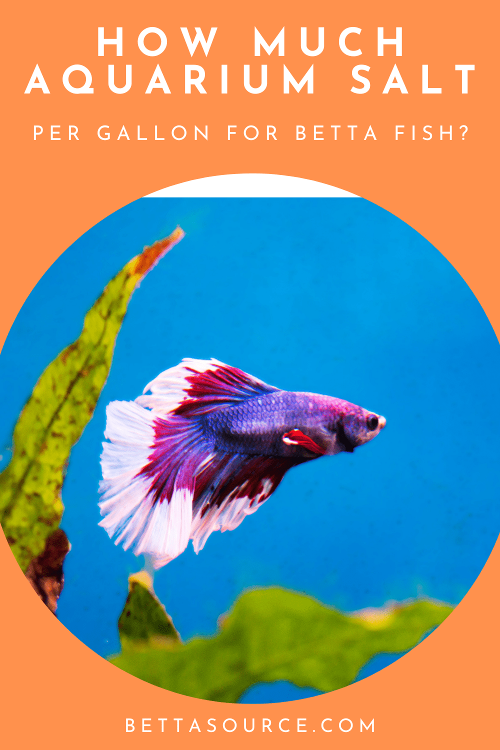 Aquarium Salt for Betta Fish Health Benefits & Risks
