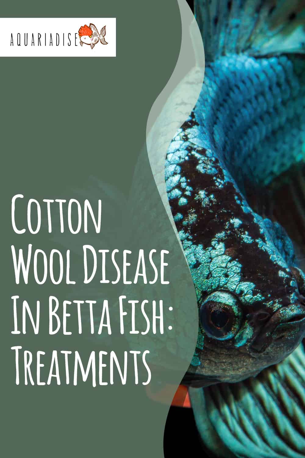 Cotton Wool Disease In Betta Fish Treatments Betta Source