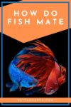 How Do Betta Fish Mate? Breeding Tips and Tricks