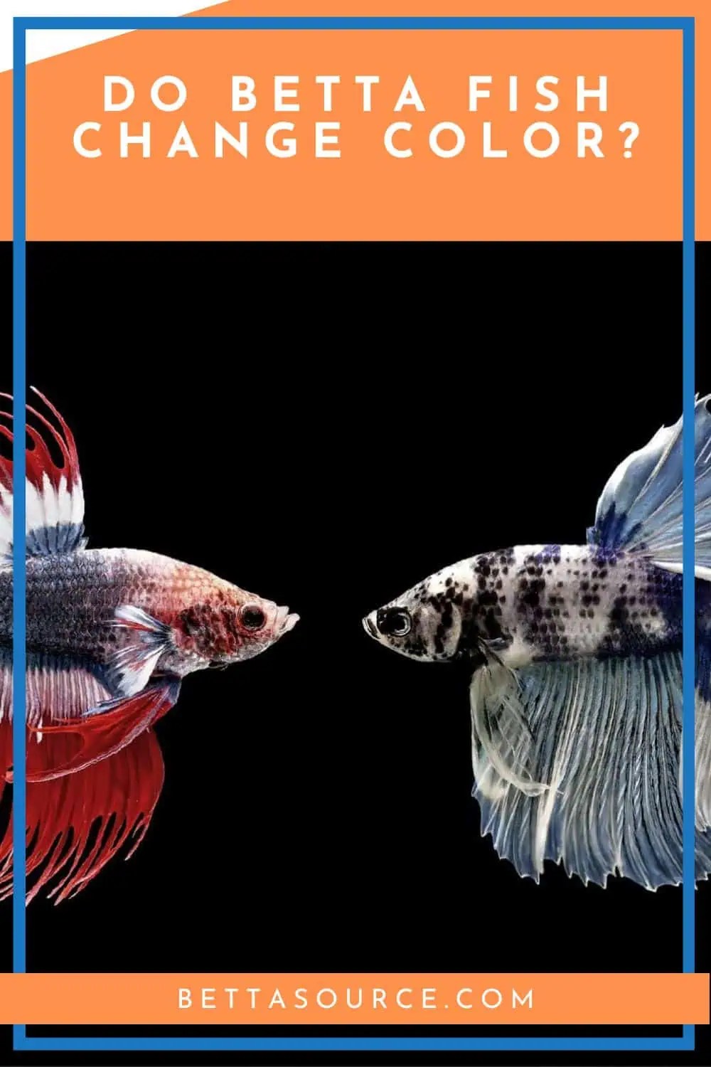 The Colorful Journey of Betta Fish Understanding Their Transformations