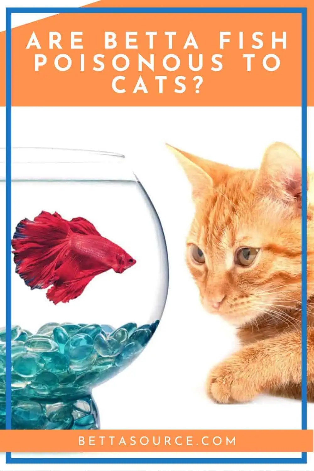 The Hidden Dangers of Betta Fish What Every Cat Owner Should Know