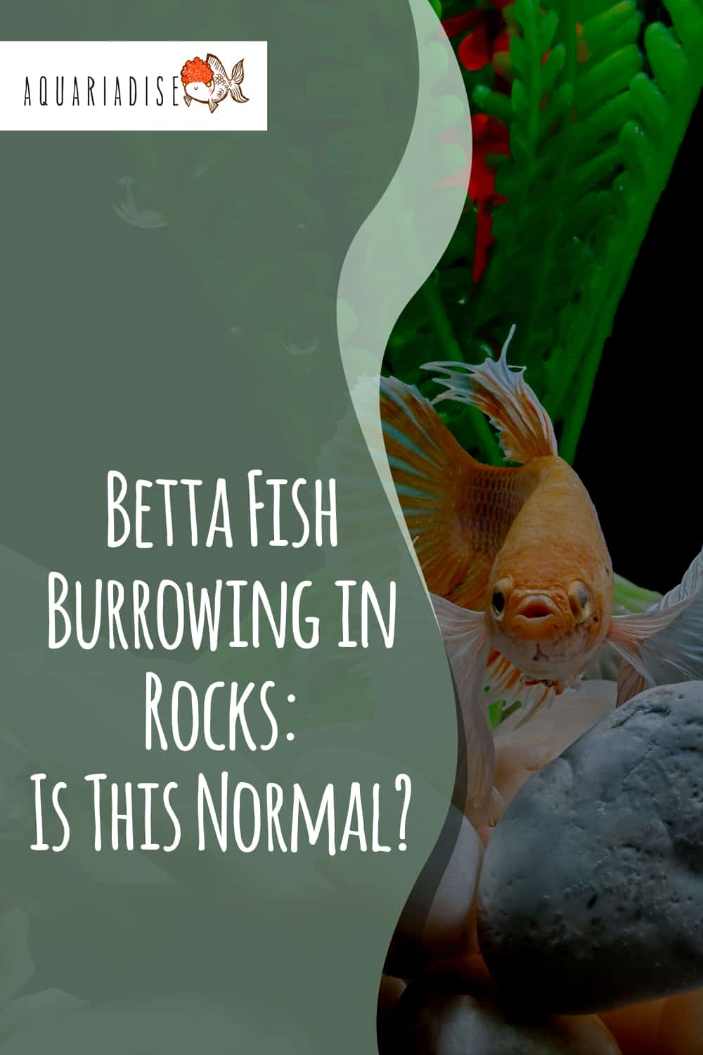 The Curious Habit of Betta Fish Why They Love to Burrow in Rocks
