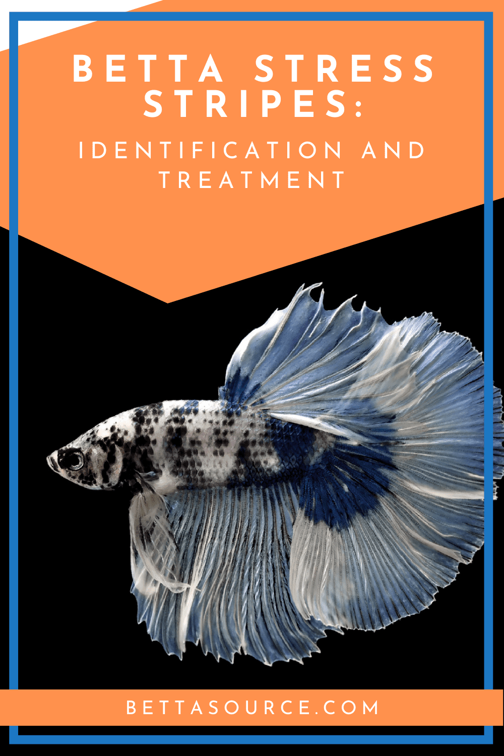 Understanding Betta Stress Stripes A Journey to Health and Harmony