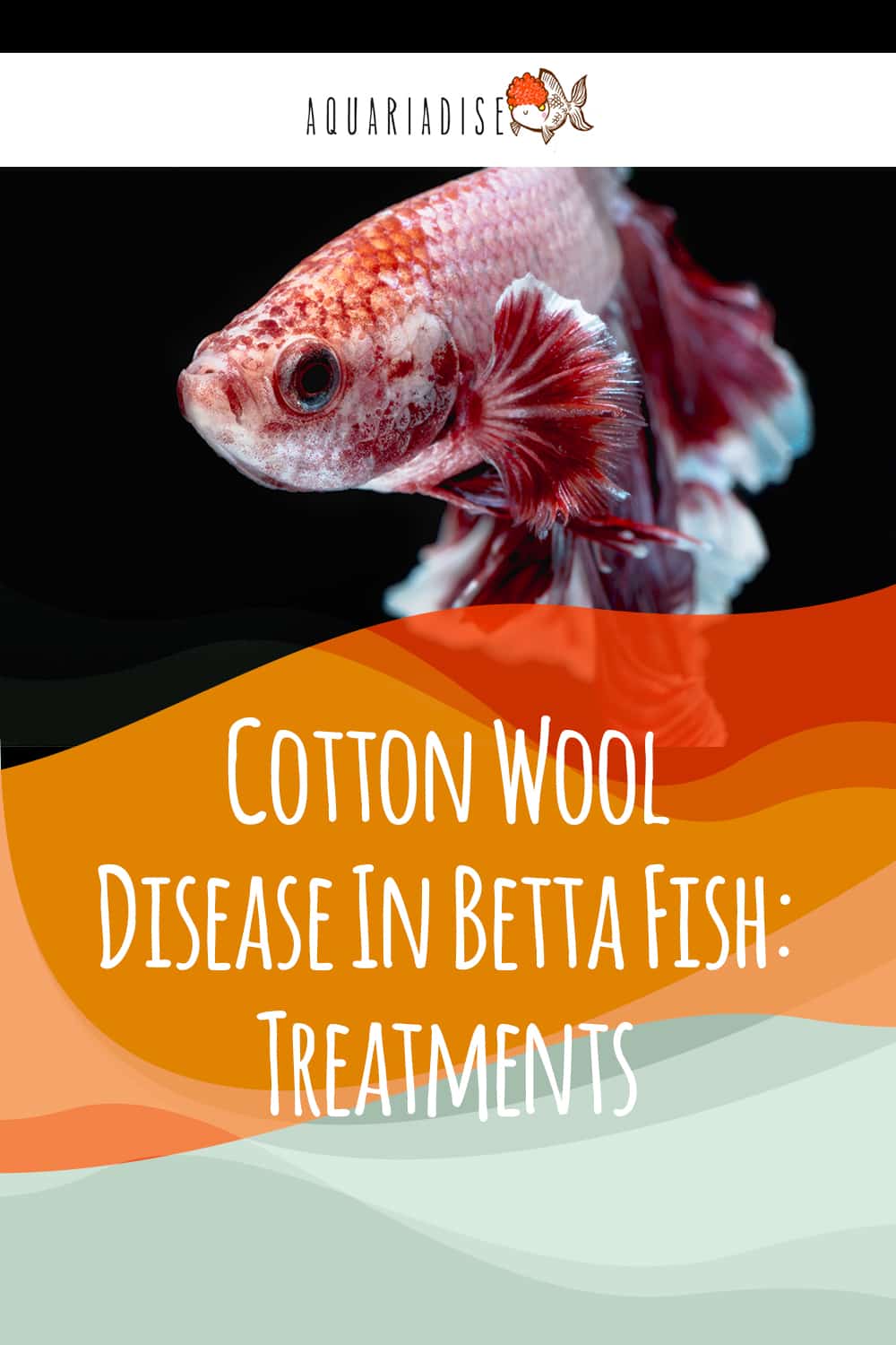 Cotton Wool Disease In Betta Fish Treatments Betta Source