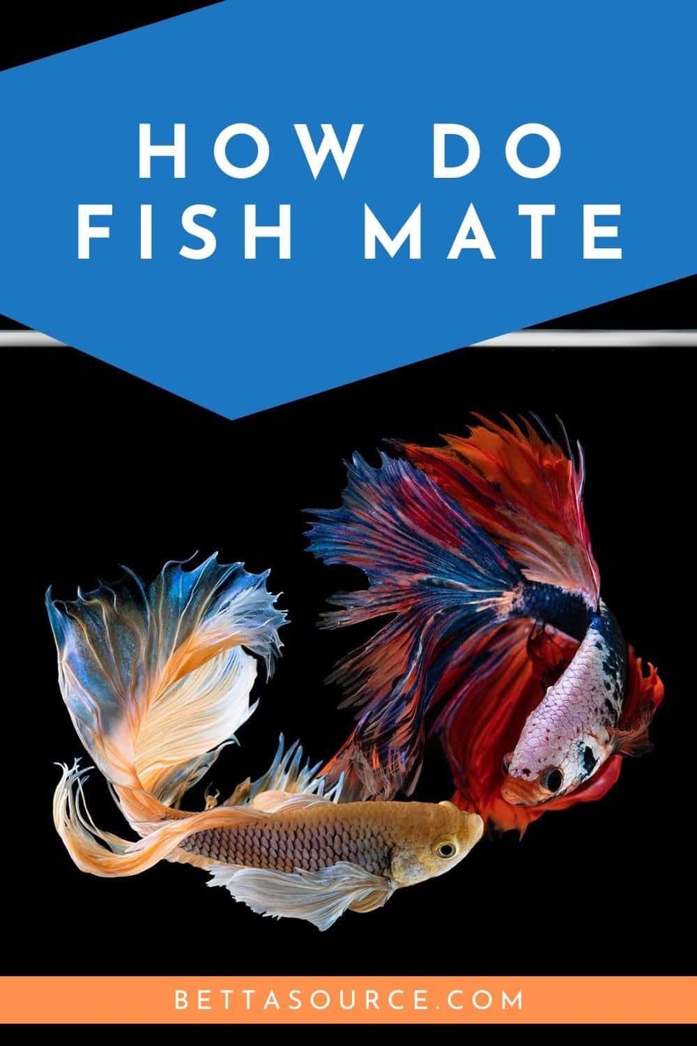 How Do Betta Fish Mate? Breeding Tips and Tricks