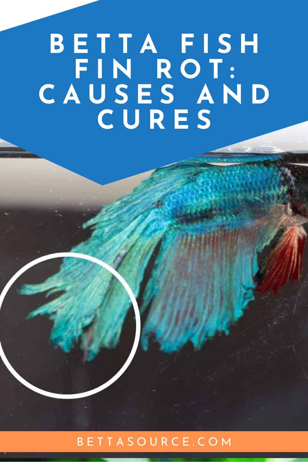 Restoring the Grace of Your Betta Essential Tips to Heal Fin Rot