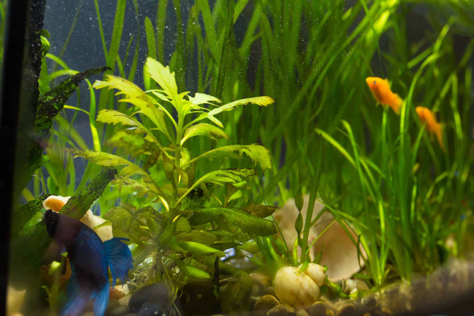 Transform Your Betta Fish Tank with These 10 Stunning Fake Plants