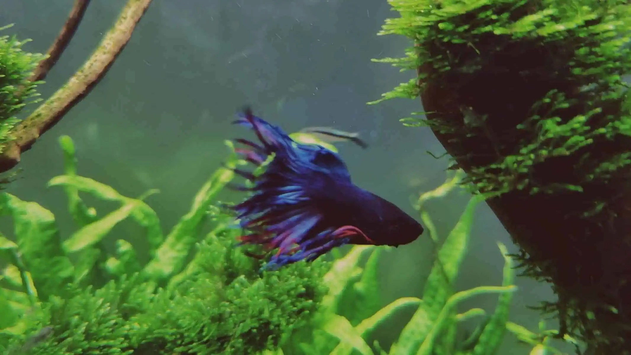 Betta Biotope Allow Your Fish To Thrive In A More Natural Habitat