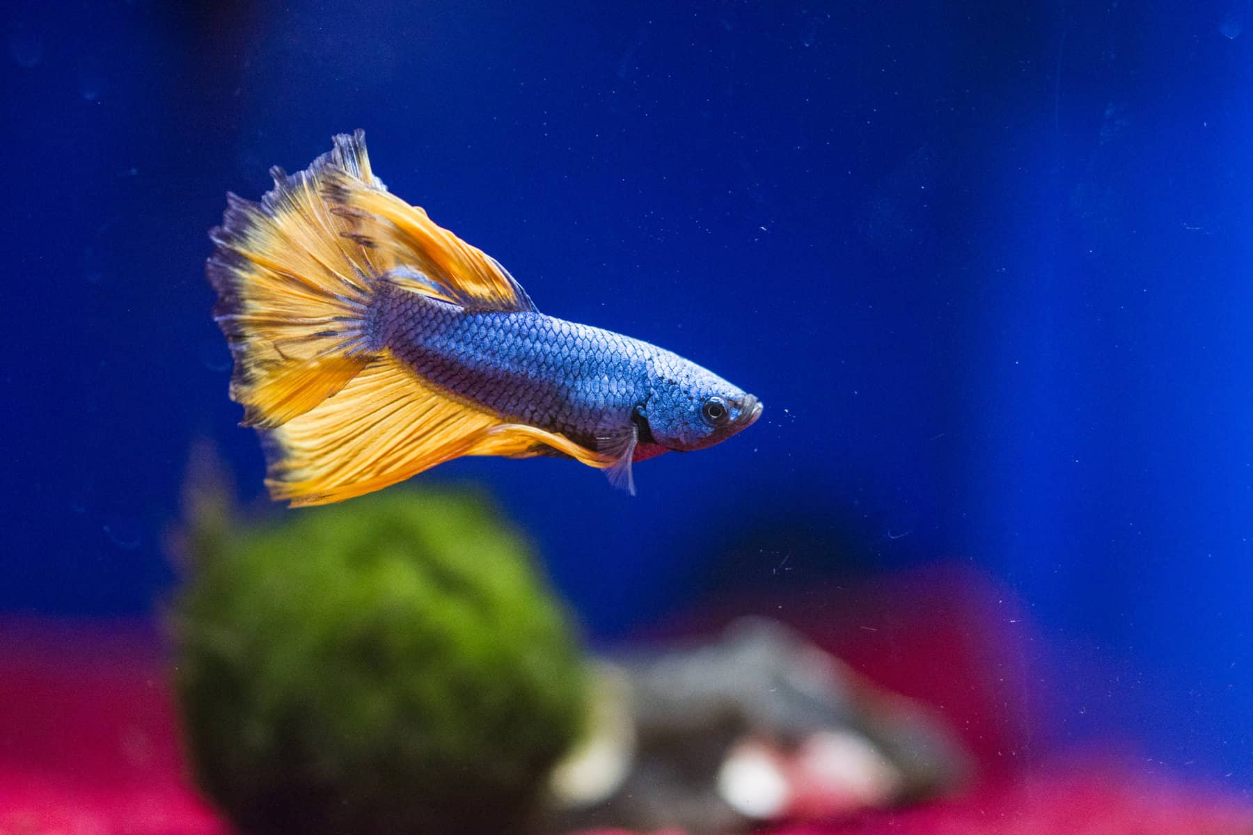 What Is the Betta Fish Max Size? How Can I Get Them To Grow?