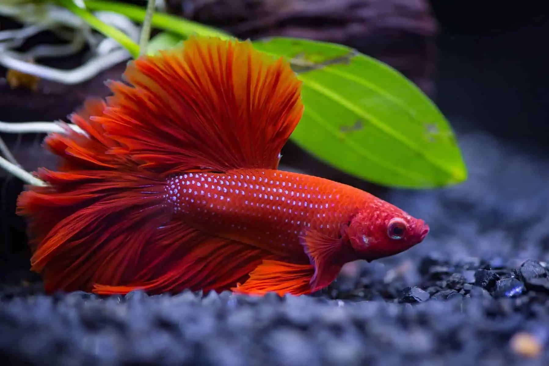 Do Betta Fish Sleep With Their Eyes Open?