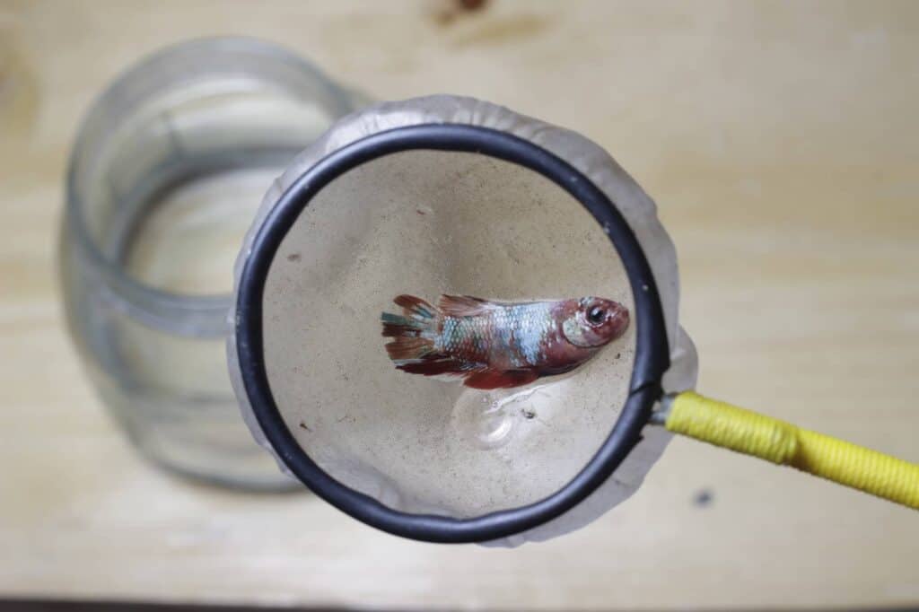 Why Do Betta Fish Commit Suicide? How You Can Prevent It!