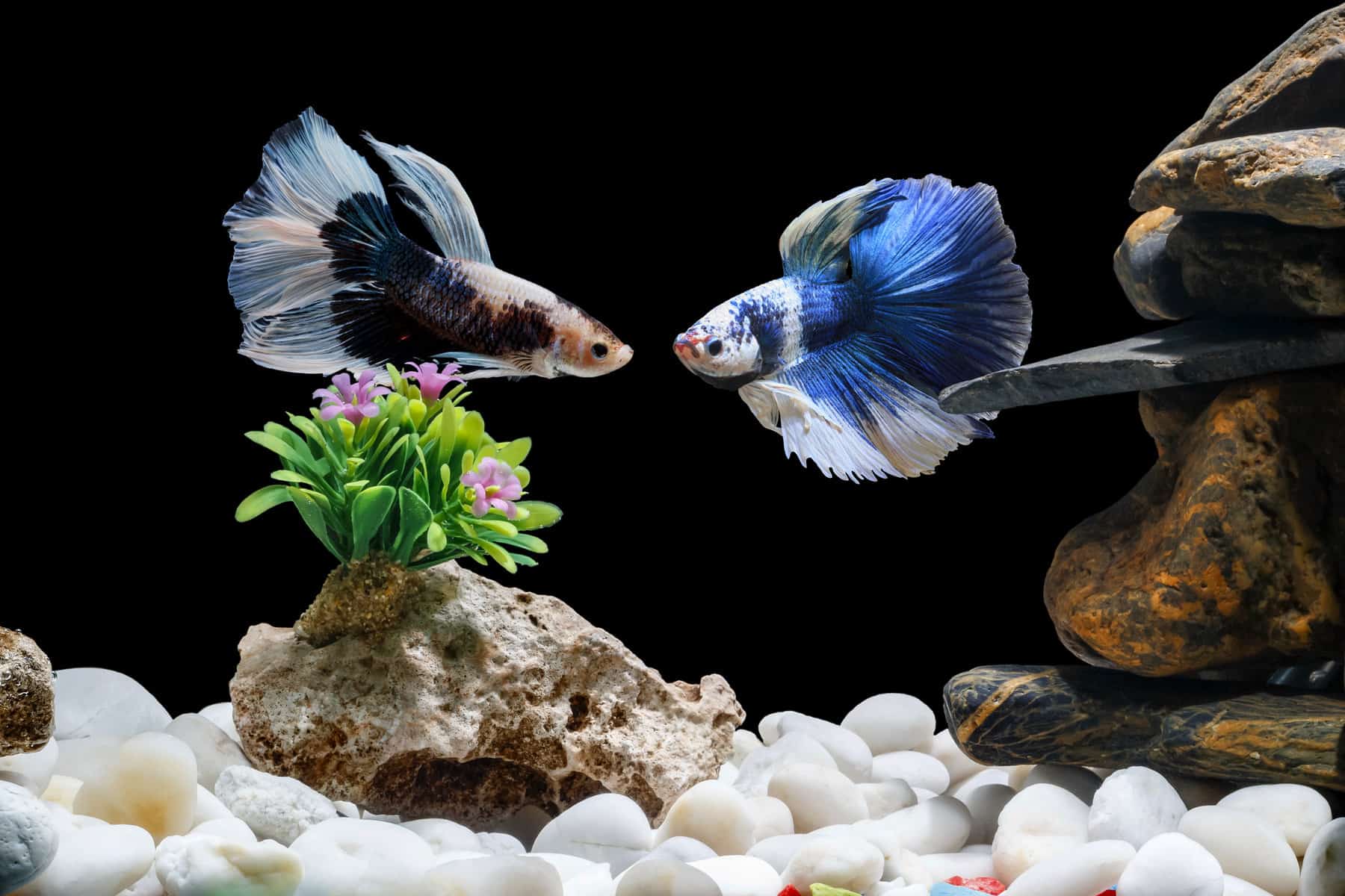 Best Betta Tank Decorations PetGuide v9306.1blu.de