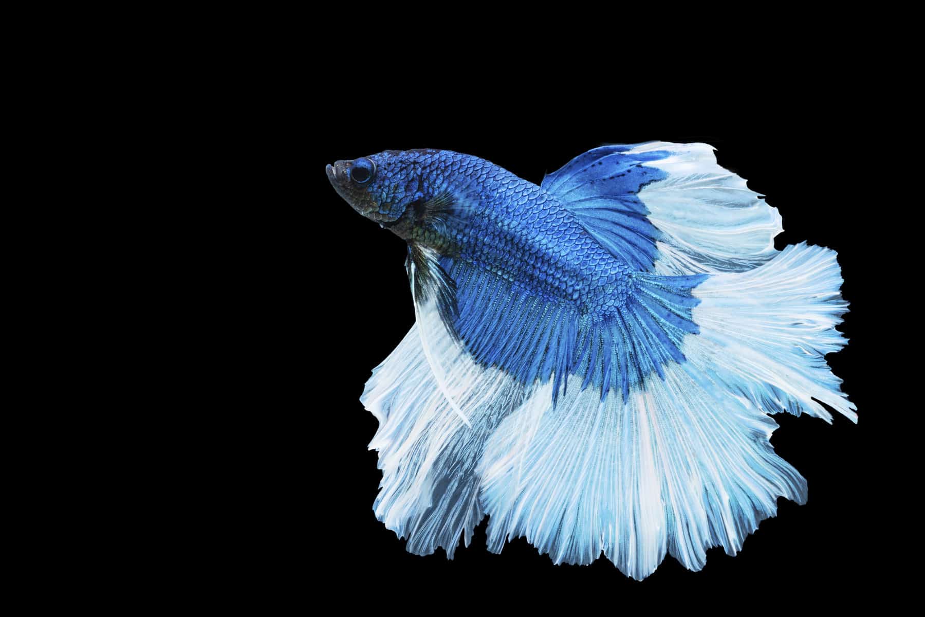 Most Expensive Betta Fish
