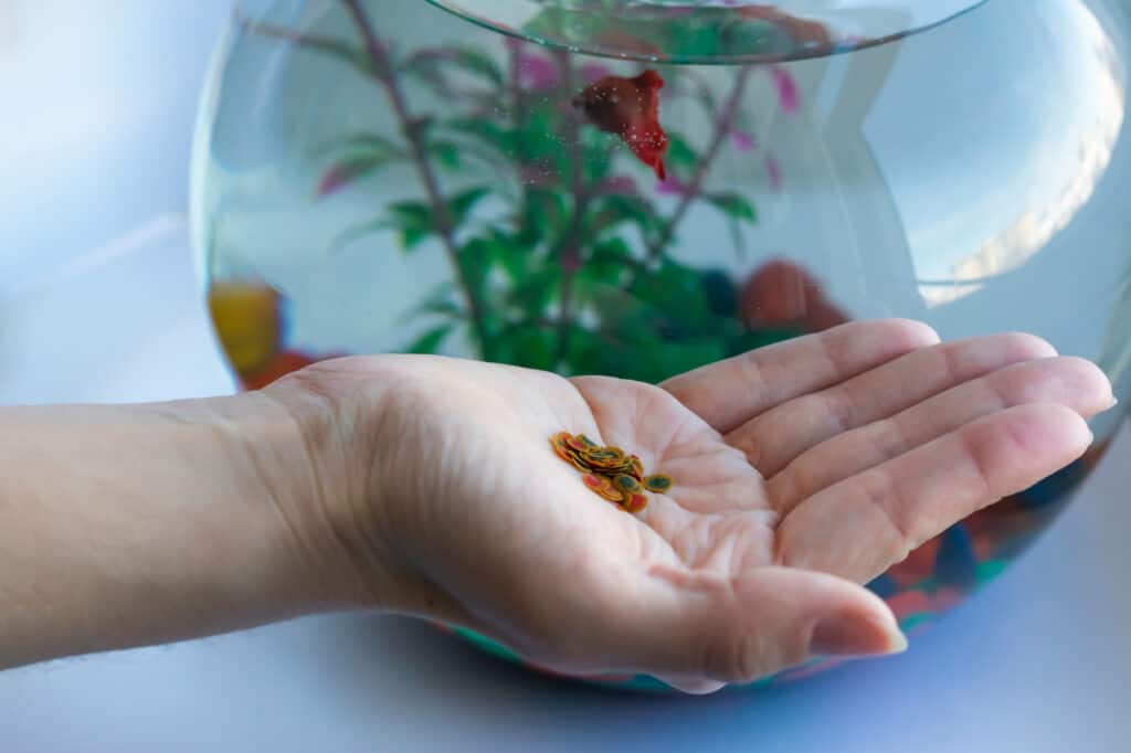 Feeding Your Fish Can Betta Fish Eat Tropical Flakes?