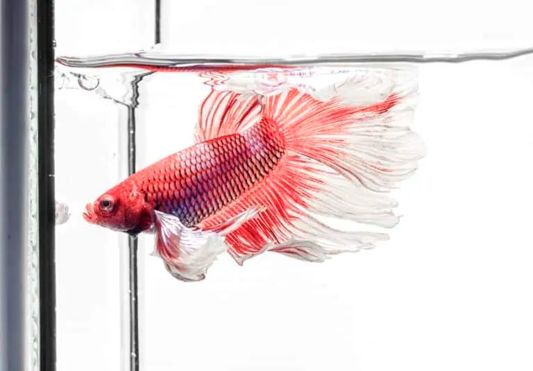Can Betta Fish Live in Tap Water? The Answer Might Surprise You