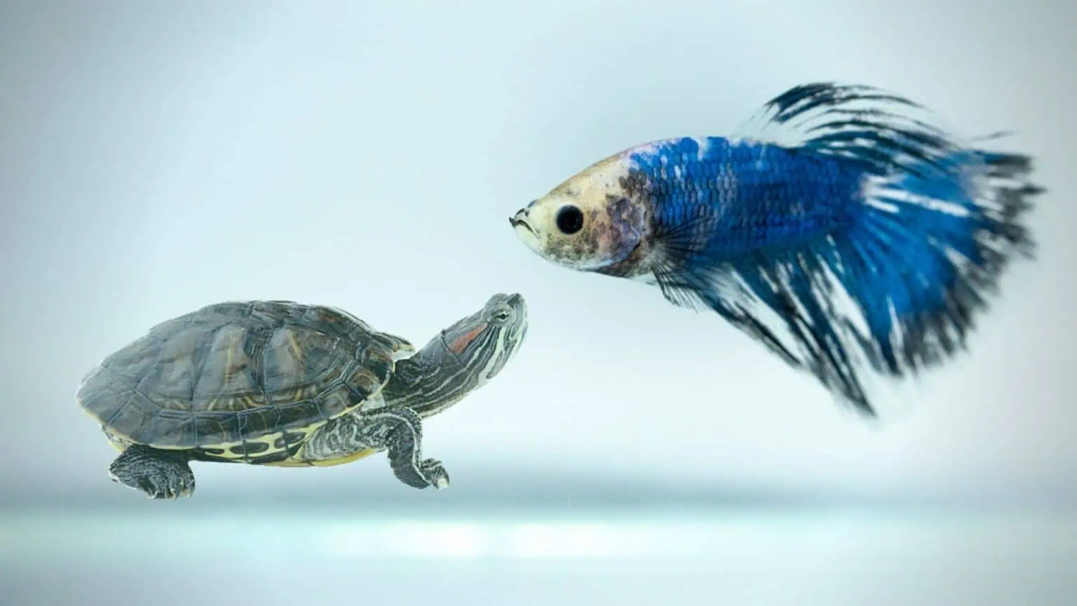 Can Betta Fish Live With Turtles? Research And