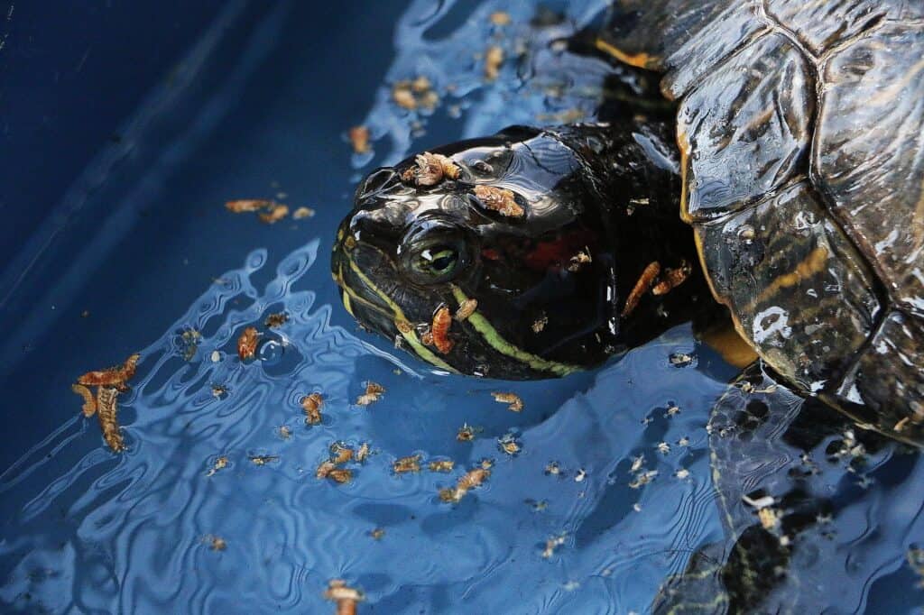 Can Turtles Eat Betta Fish Food? All You Need To Know!