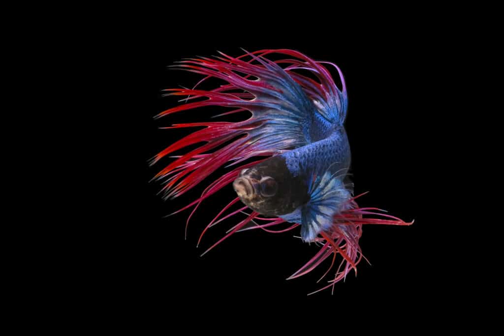 A Glimpse into the World of Crowntail Betta Fish Nurturing, Feeding, and Breeding Your Colorful