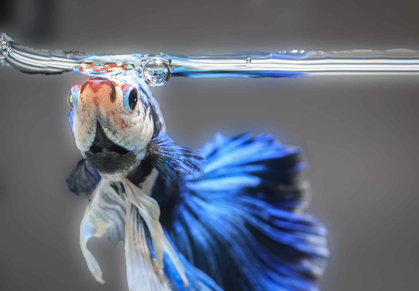 The Hidden Secrets of Betta Fish Exploring Their Unique Anatomy