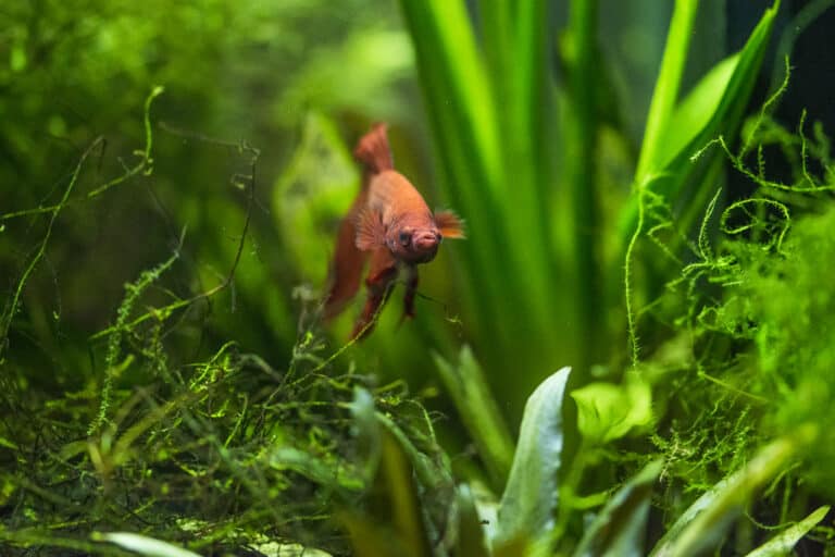 17 Floating Plants for Betta Fish in Your Aquarium