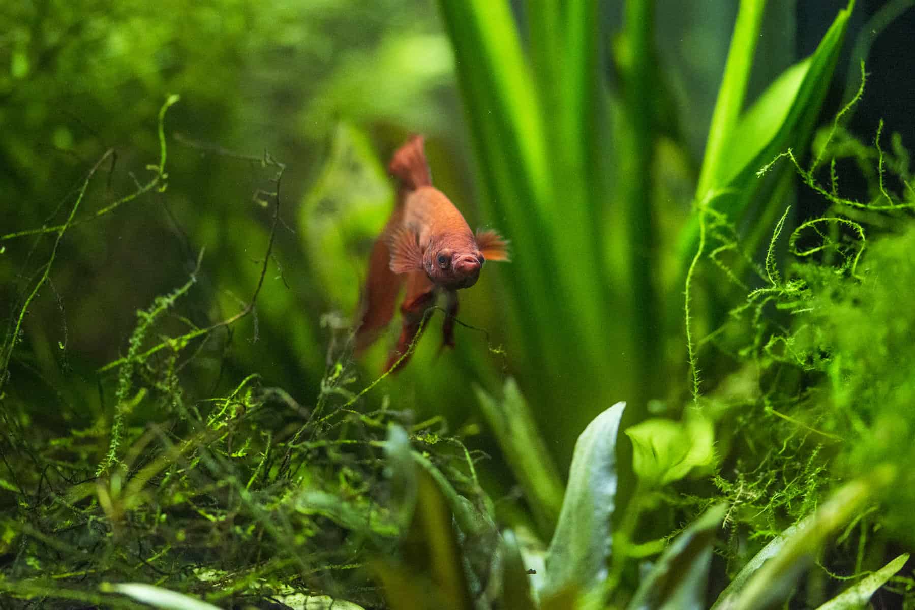 Betta Source Breeding bettas and supporting others in the hobby!