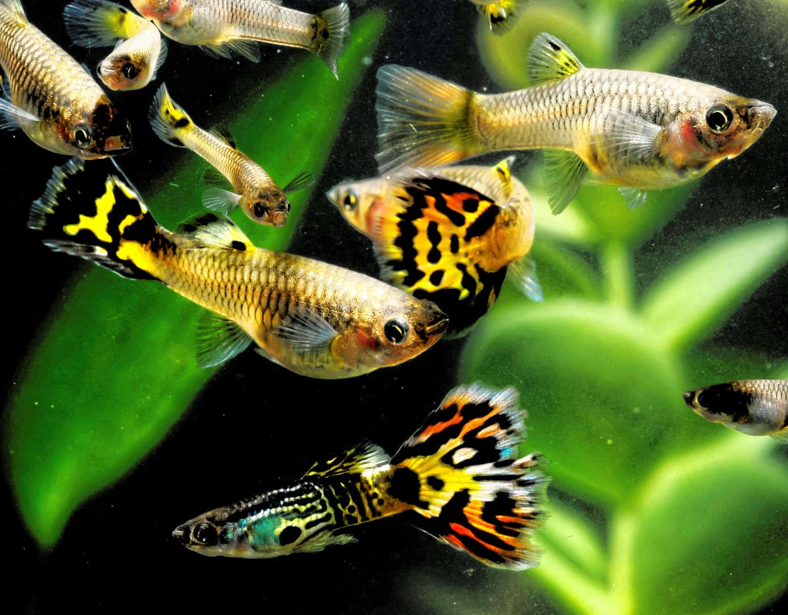 Can Guppies and Betta Fish Live in the Same Tank?