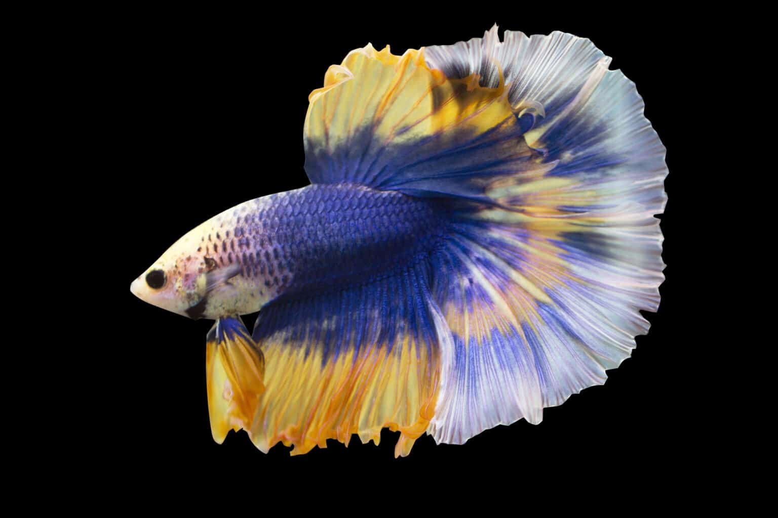 The Alluring World of Betta Fish Exploring the Rarest and Most Prized