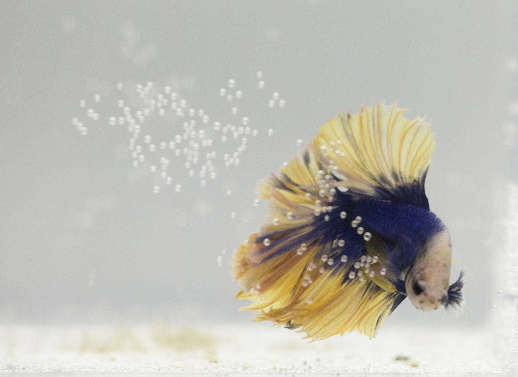 Signs of a Struggling Betta Understanding Their Health and What You Can Do