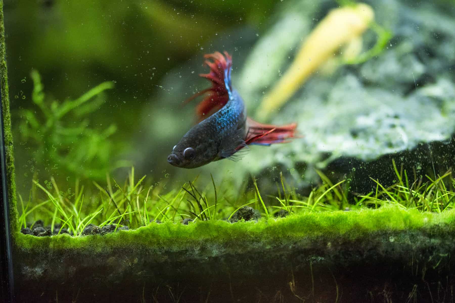 The Promise of New Life Recognizing Fertilized Betta Eggs