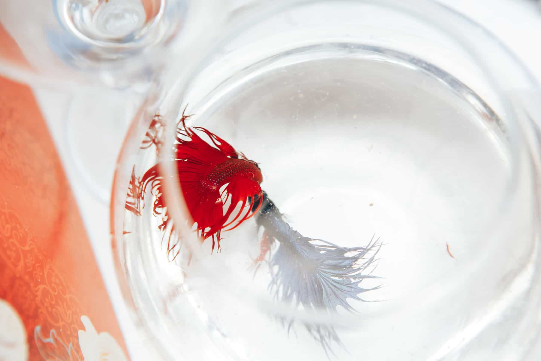 How To Transfer Betta Fish From Cup to Tank?
