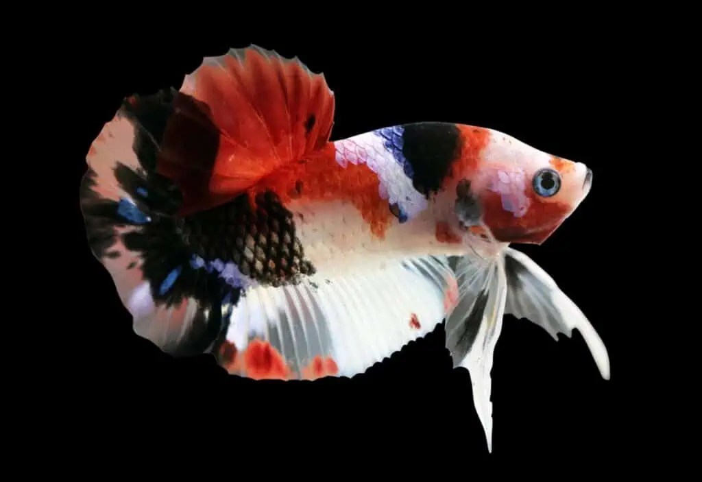 koi betta fish Betta koi halfmoon splendens hmpk 雄性 varieties