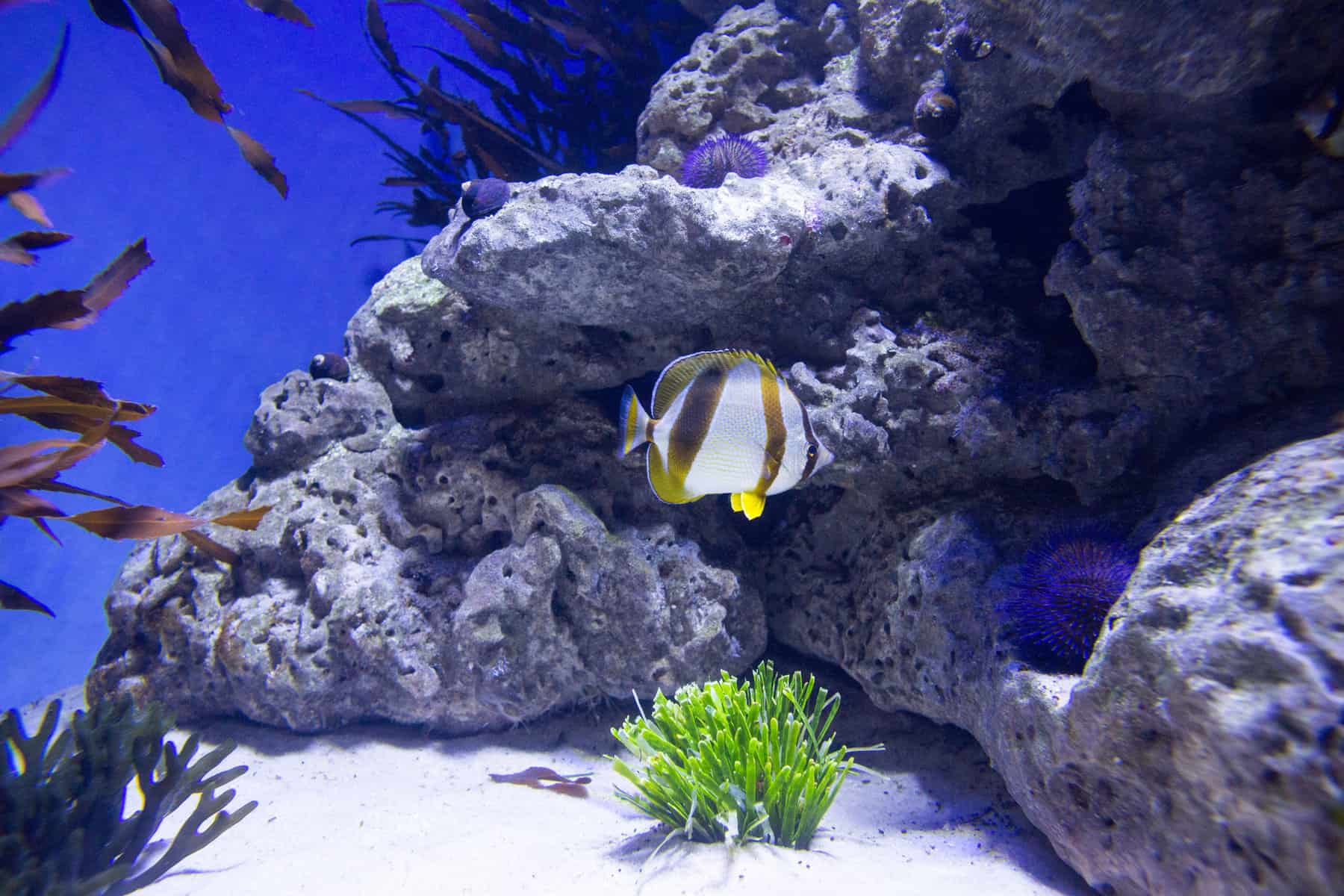 The Hidden Influence of Limestone Weighing the Benefits and Drawbacks for Your Aquarium