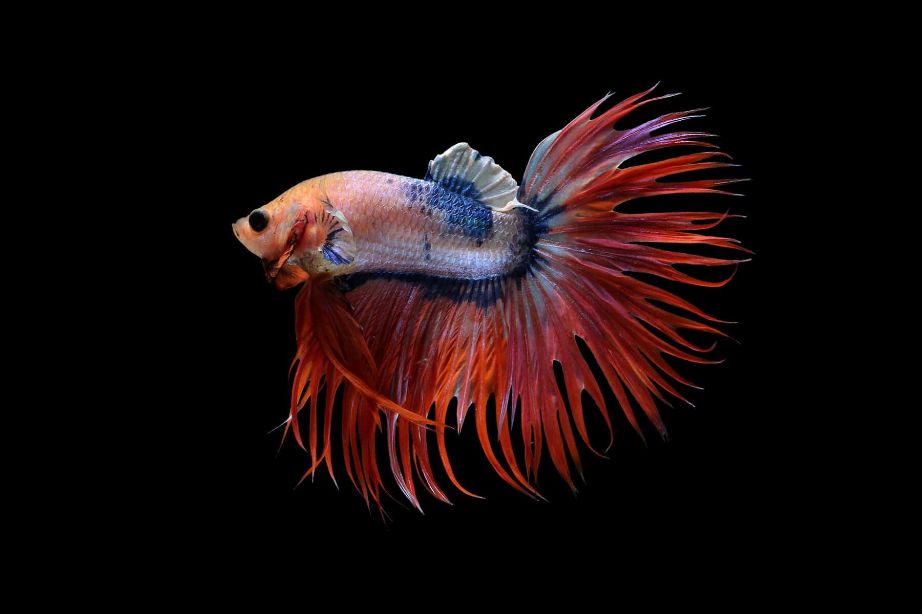 Top 10 Most Expensive Betta Fish Breeds in the World