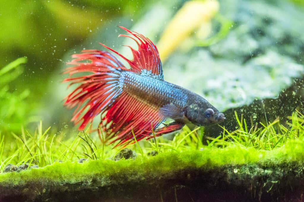 Do Betta Fish Need Live Plants In Their Tank? (Find Out, 50 OFF