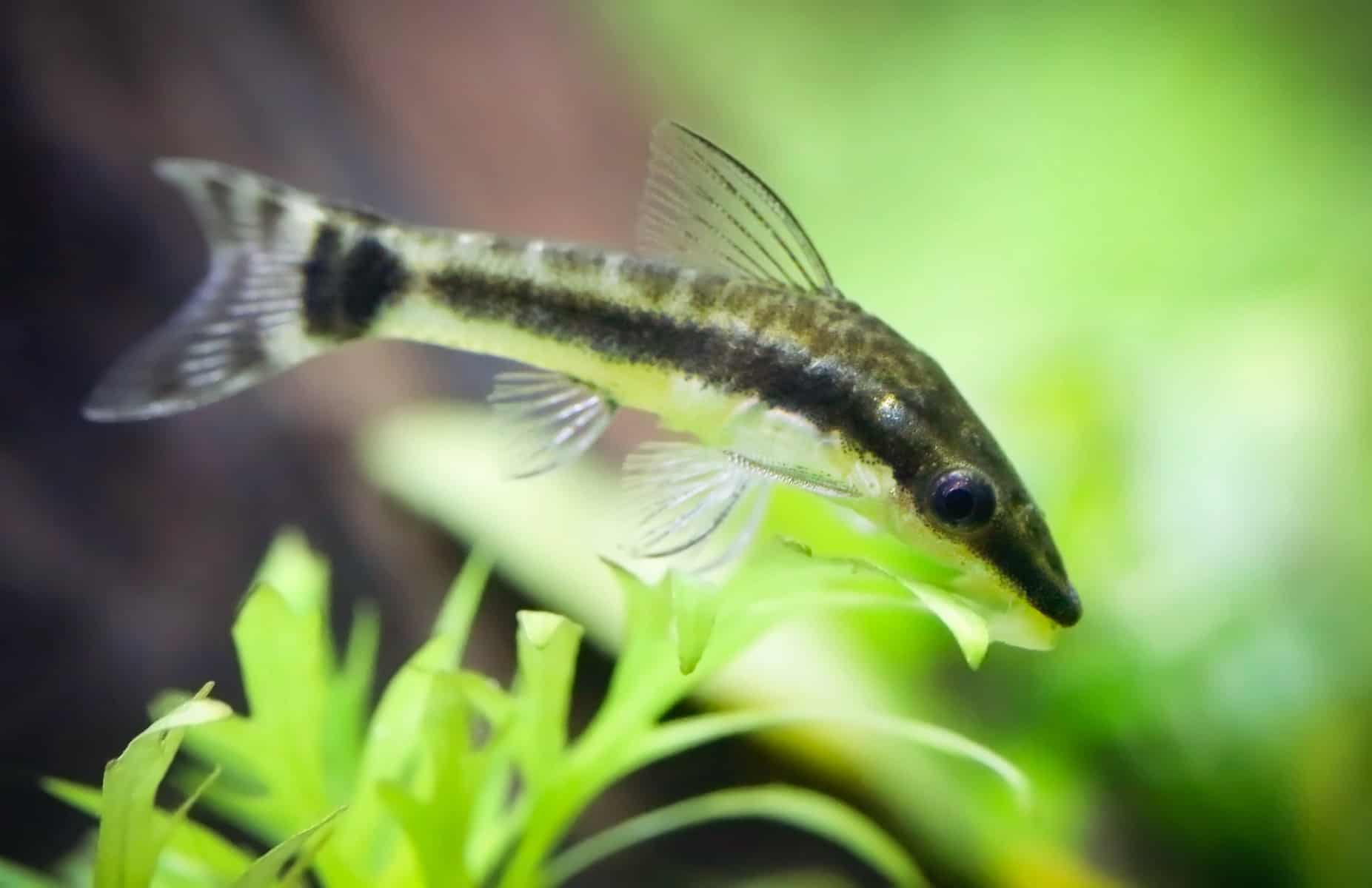 Otocinclus Catfish And Betta Fish Not Ideal Tankmates Betta Source