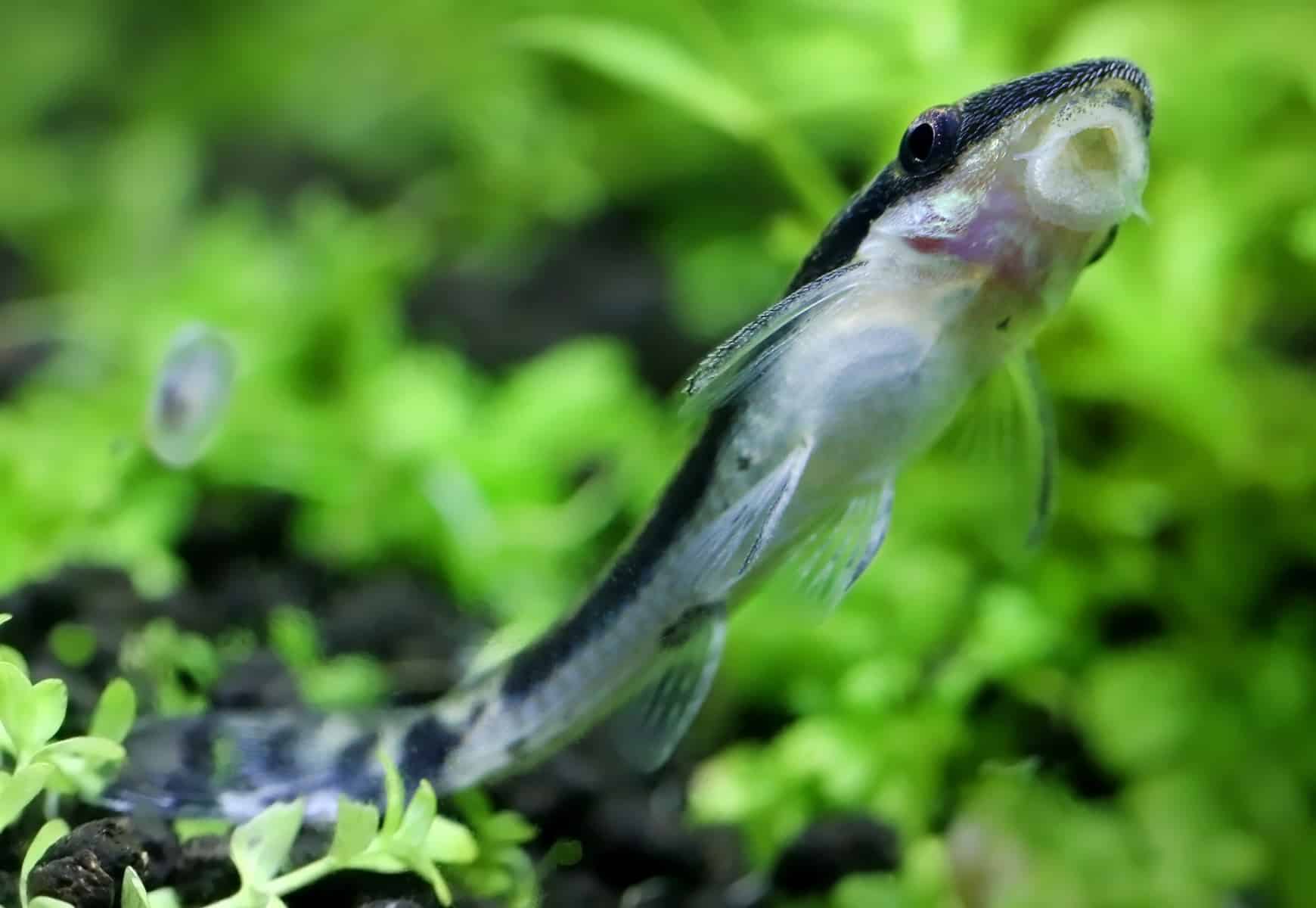 Otocinclus Catfish And Betta Fish Not Ideal Tankmates Betta Source