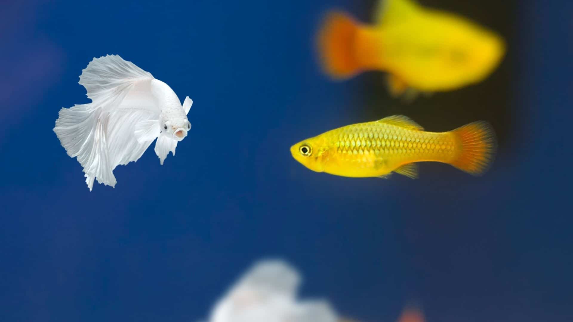 A Tale of Two Fishes Can Harmony Thrive Between Platies and Bettas?