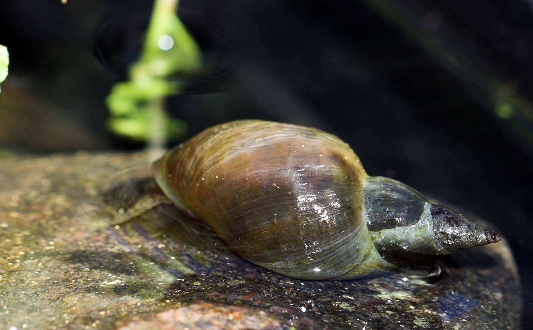 Creating a Harmony The Perfect Companions for Your Betta's 10Gallon Home